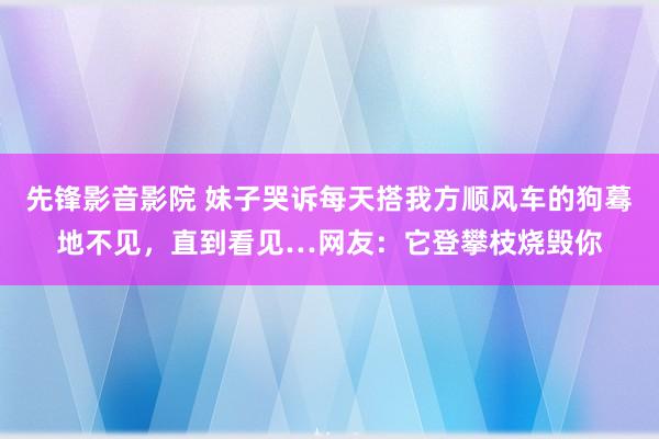 先锋影音影院 妹子哭诉每天搭我方顺风车的狗蓦地不见，直到看见…网友：它登攀枝烧毁你